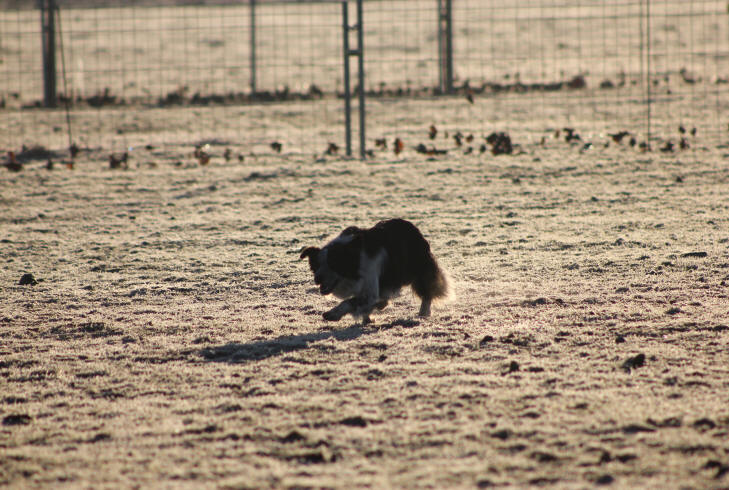 Dressage de chiens de berger