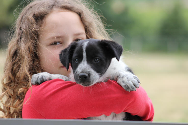 Chiot Border collie noir et blanc  vendre