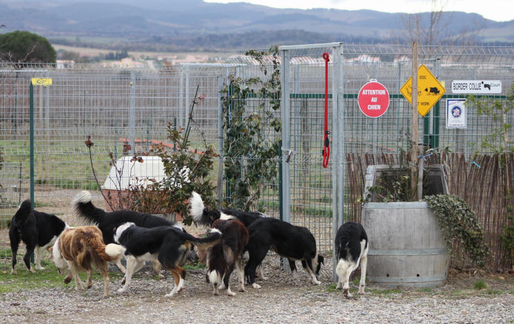 Chiots Border collie  vendre.