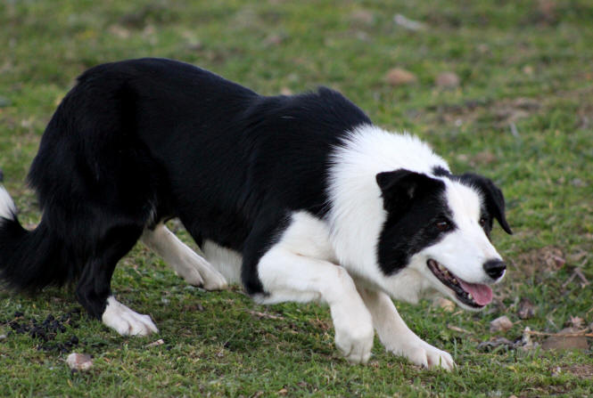 Border collie dans le Gard.