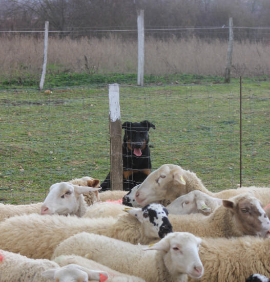 Beauceron au travail sur moutons.