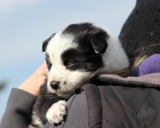 Border collie  donner.