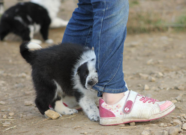 border collie gard