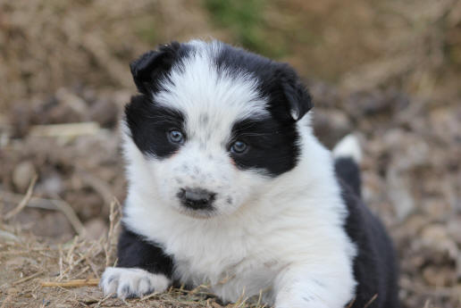 Chiot Border collie  vendre