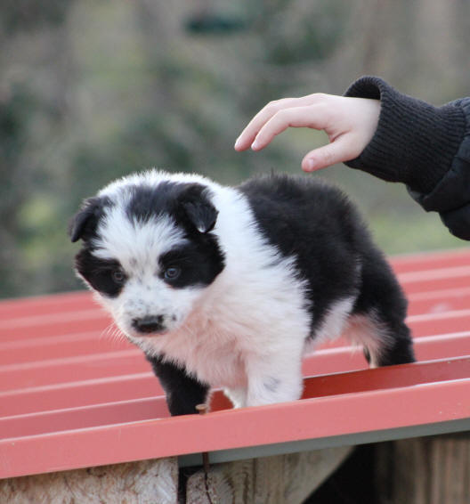 Border collie chiot.