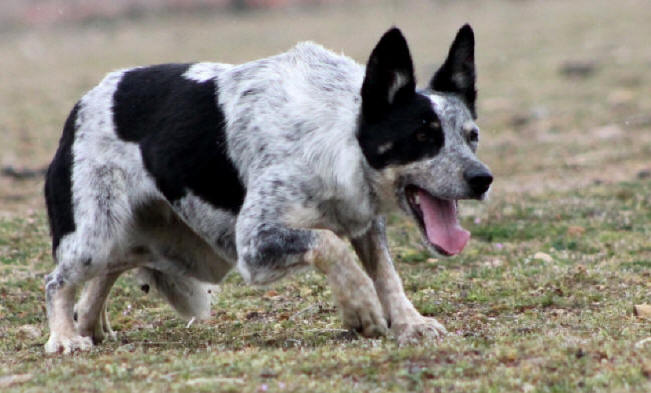 Border collie tricolore