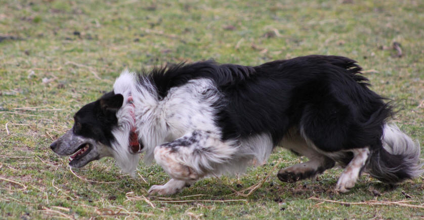 Border collie  vendre