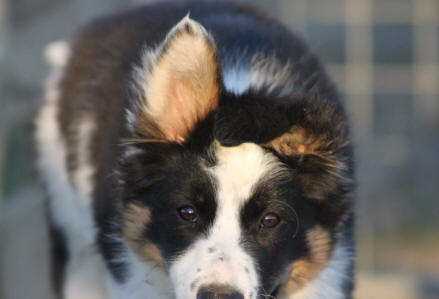 chiot border collie tricolore