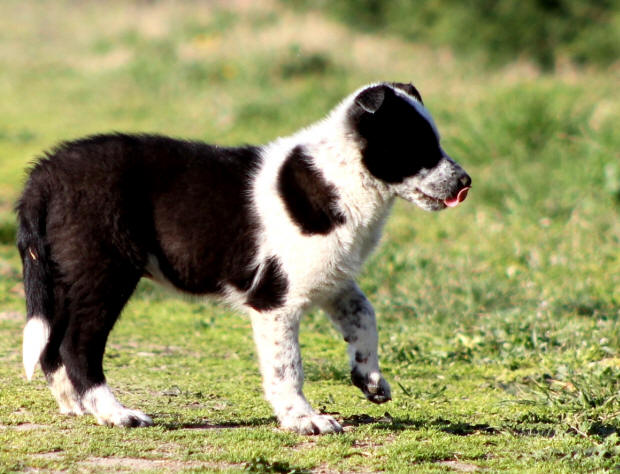 chiot border collie a vendre