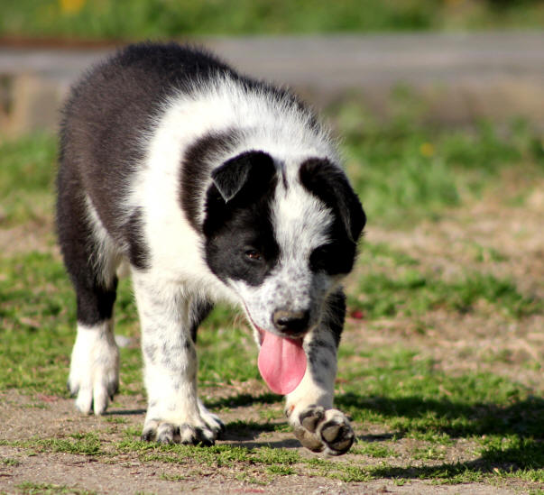 image chiot border collie