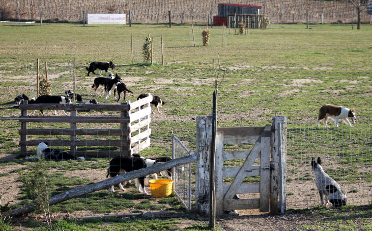 elevage de border collie dans l'aude