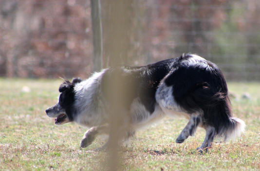 Entrainement de chiens de troupeaux.