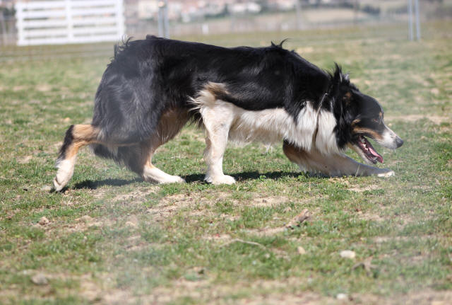 Border collie tricolore