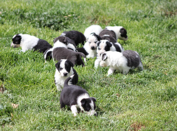 Border collie Aude