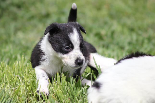 Images Border collie