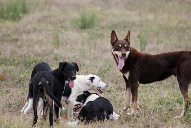 Border collie et Kelpie.