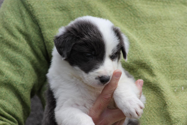 Vend chiot Border collie Bleu