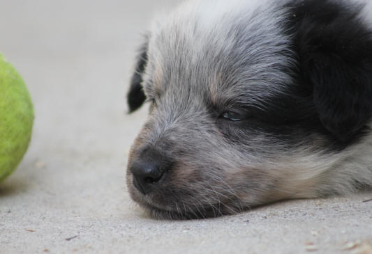 Chiot Border collie tricolore