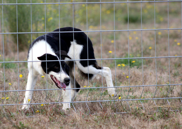 Border collie tricolore  Limoux