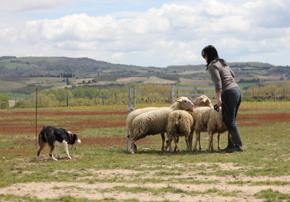 Border collie elevage et dressage