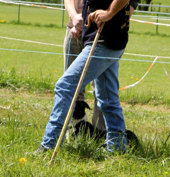 Image border collie stage.