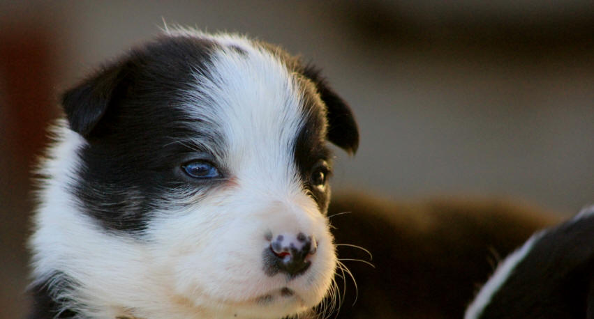 Chiot Border collie oeil bleu