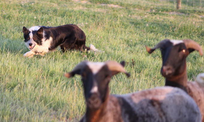 Entrainement de chiens de troupeaux