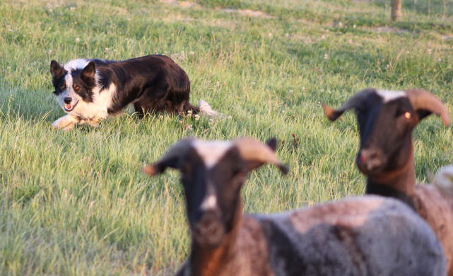 Border collie tricolore