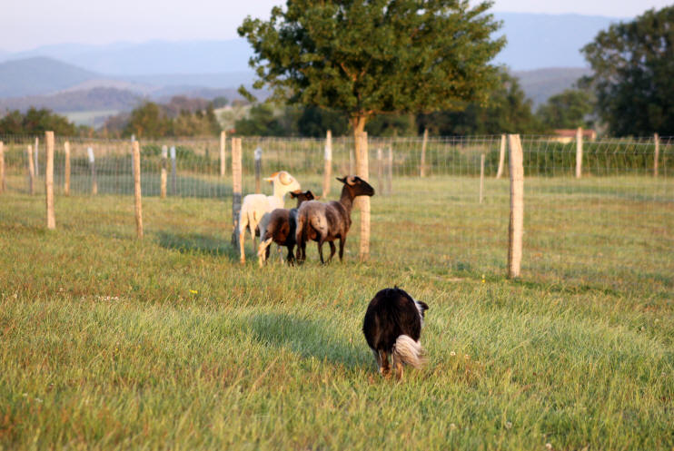 Border collie dressage.