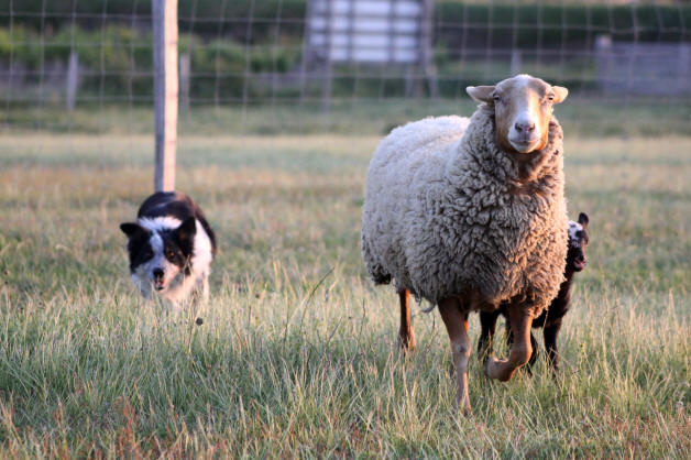 Border collie concours.