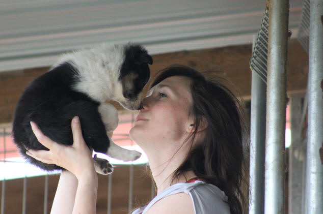 Border collie chiot tricolore