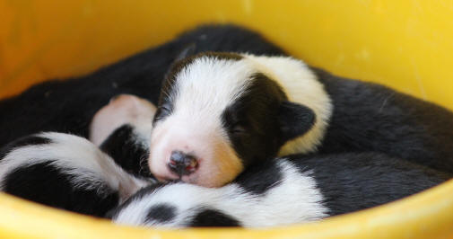 Chiot border collie  vendre