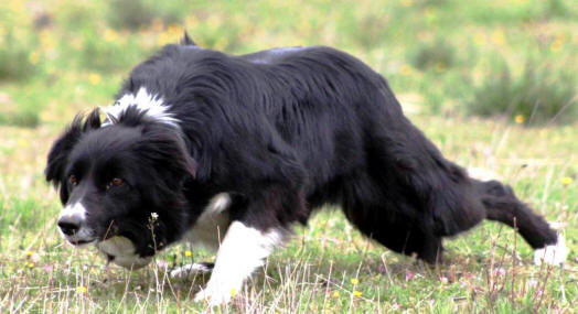 Irlande Border collie