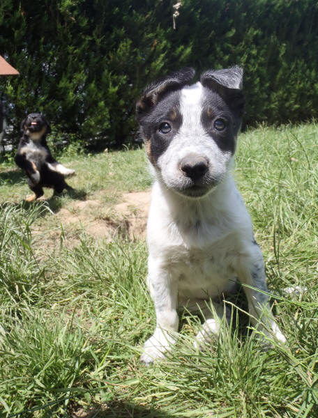 Chiots Border collie a vendre.