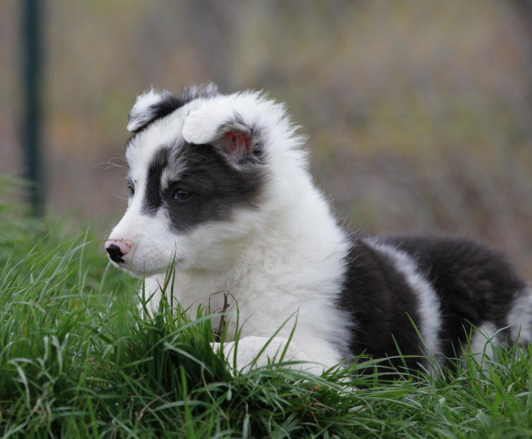 Border collie Lauraguel