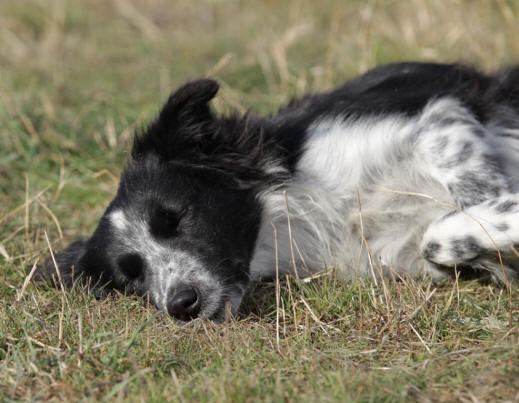 Border collie dans l'Aude