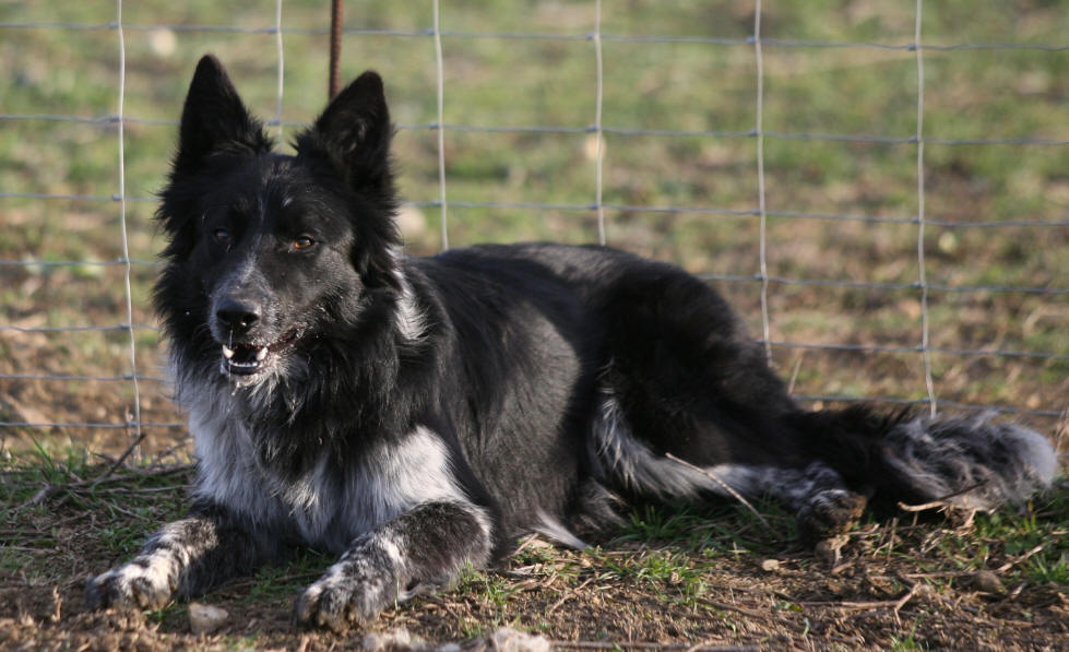 levage de border collie dans l'aude