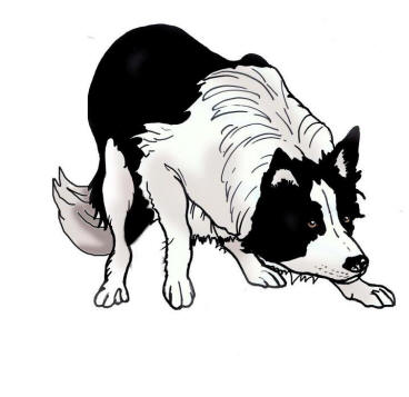 Image Border collie