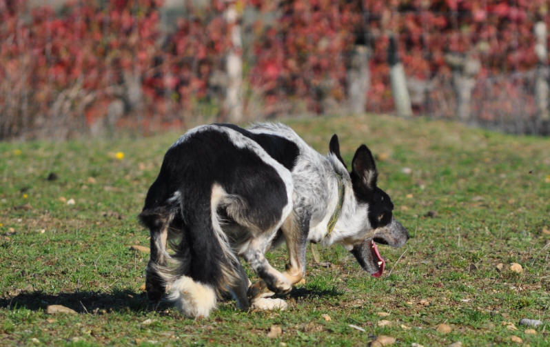 Dresseur de chiens de berger 