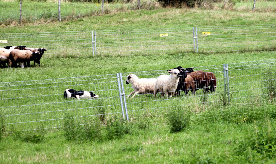 Forum Border collie