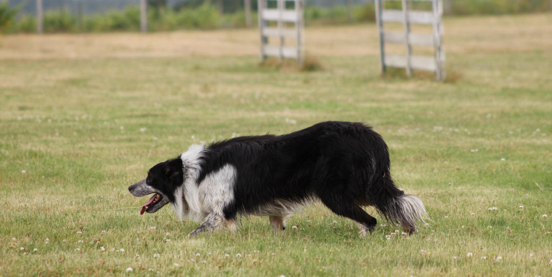 Border collie tare oculaire