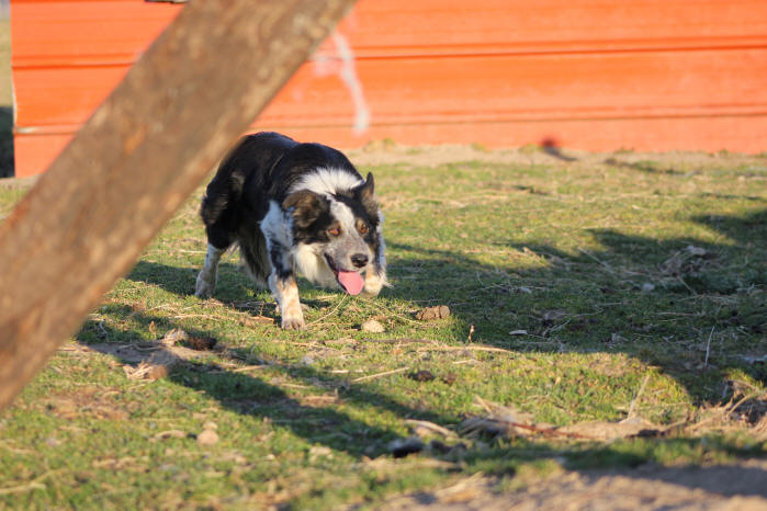 Border collie a donner