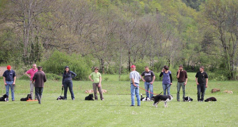 Border collie dans l'Ain