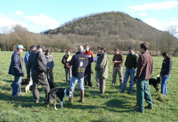 Elevage de Border collies