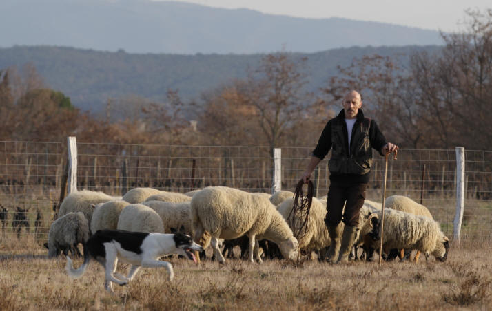 eleveur de chiens