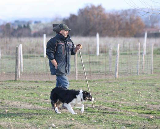 levage de border collies,colley