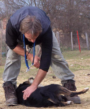 levage de border collie et dressage de chiens de bergers