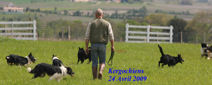 border collie chiots