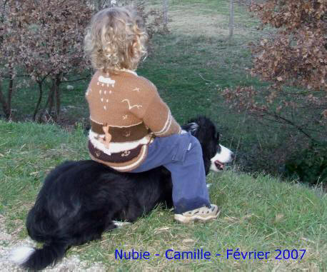 Chien dans l'Aude.