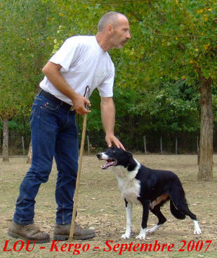 aveyron border collie